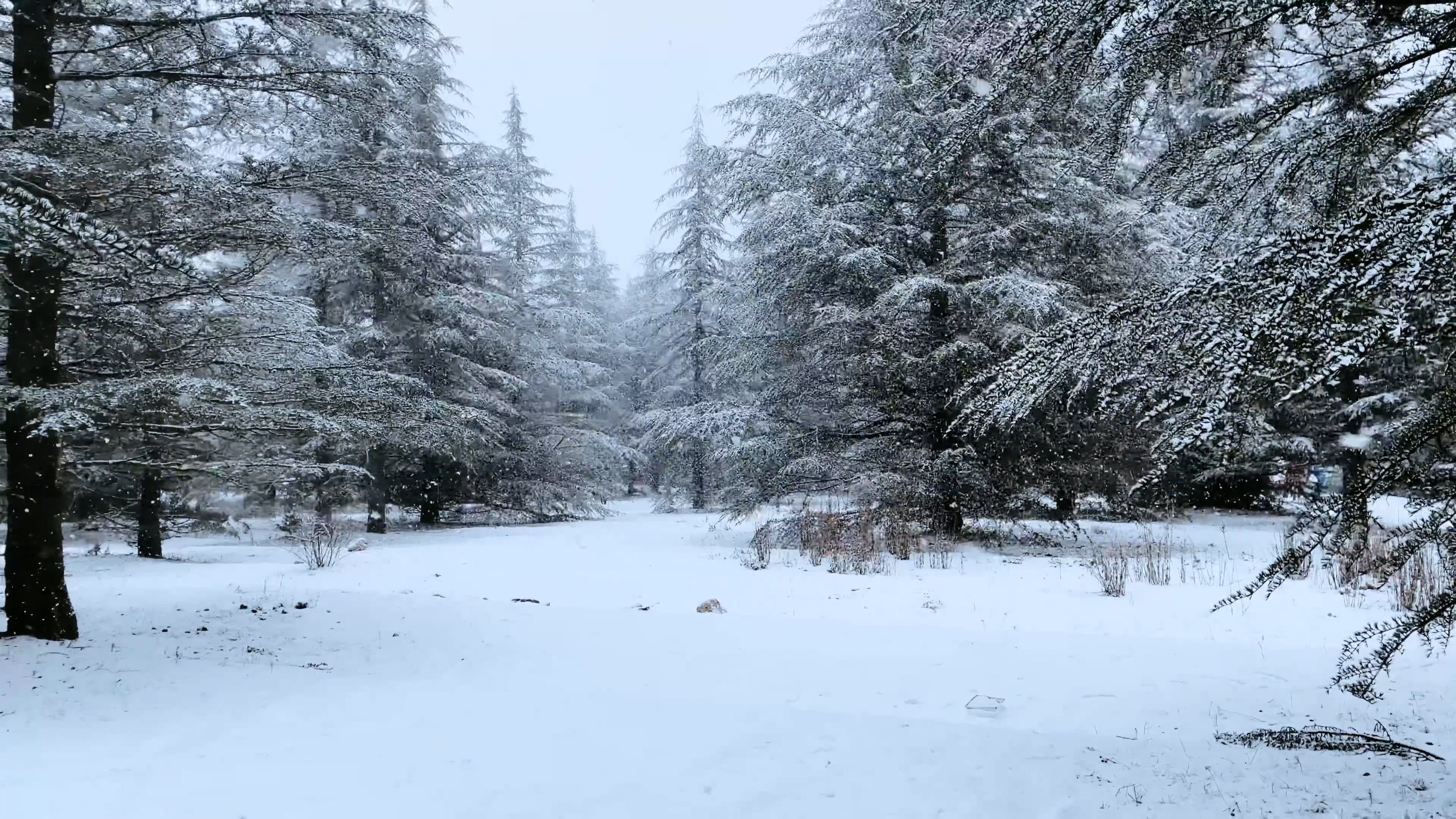 snowfall in forest in winter 11072965