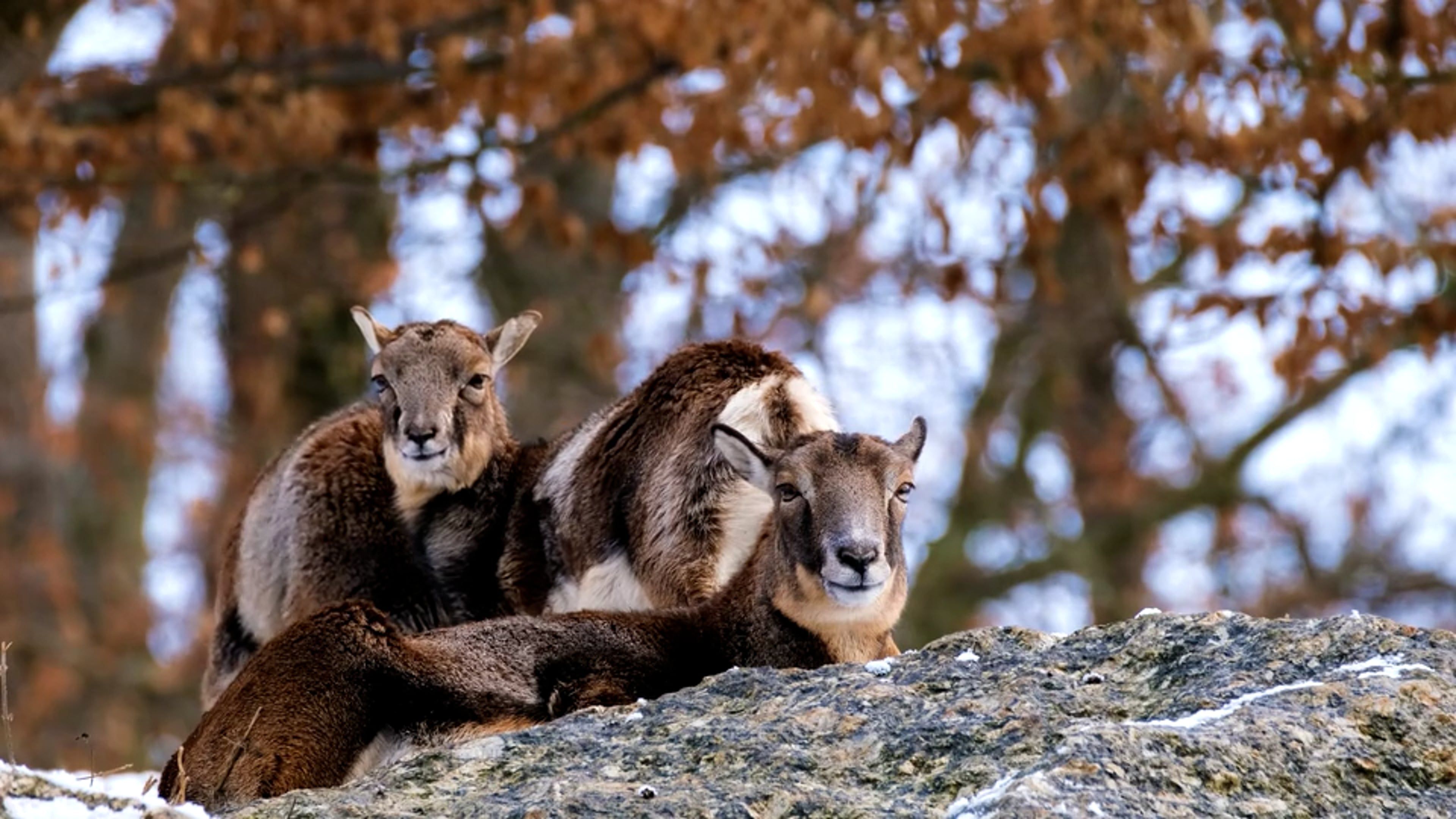 Largest Ruminants Videos, Download The BEST Free 4k Stock Video Footage ...