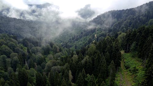 Drone Footage of a Green Forest in a Mountain Landscape