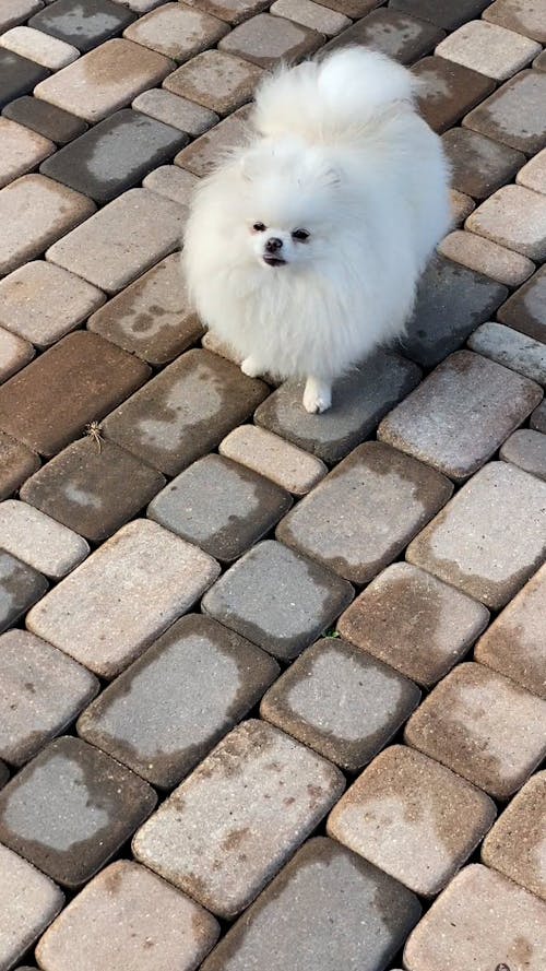 White Dog Barking