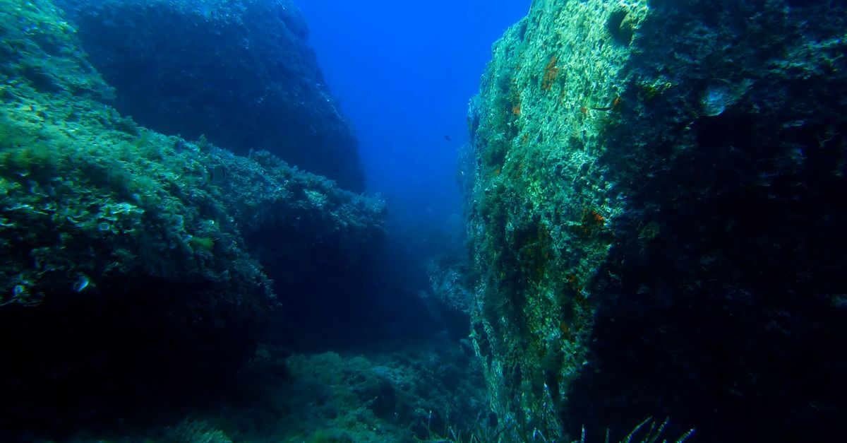V deos De Stock Gratuitos Sobre Acu tico Aguas Azules Algas Ambiente v-deos-de-stock-gratuitos-sobre-acu-tico-aguas-azules-algas-ambiente