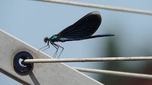 Macro Video Of Blue Dragon Fly