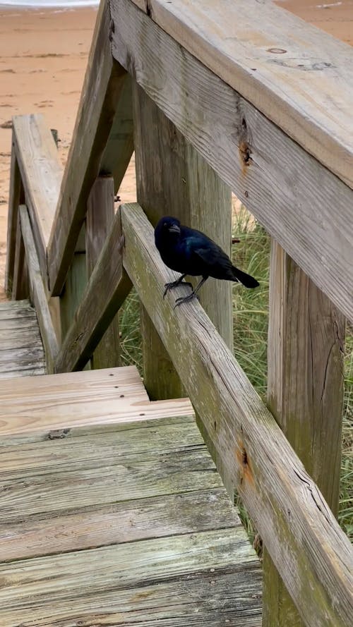 Close up on Crow on Plank