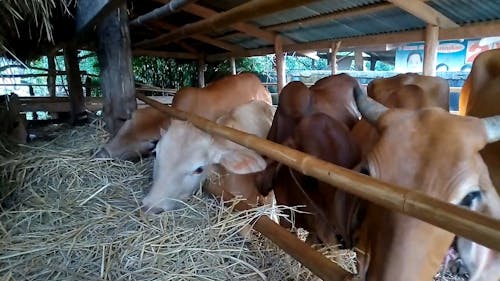 Cows In The Barn Feeding On Hay