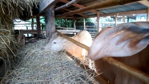 Cows Eating Hay 