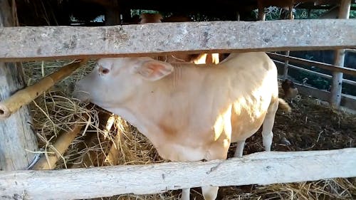 Cow And Calf Feeding 