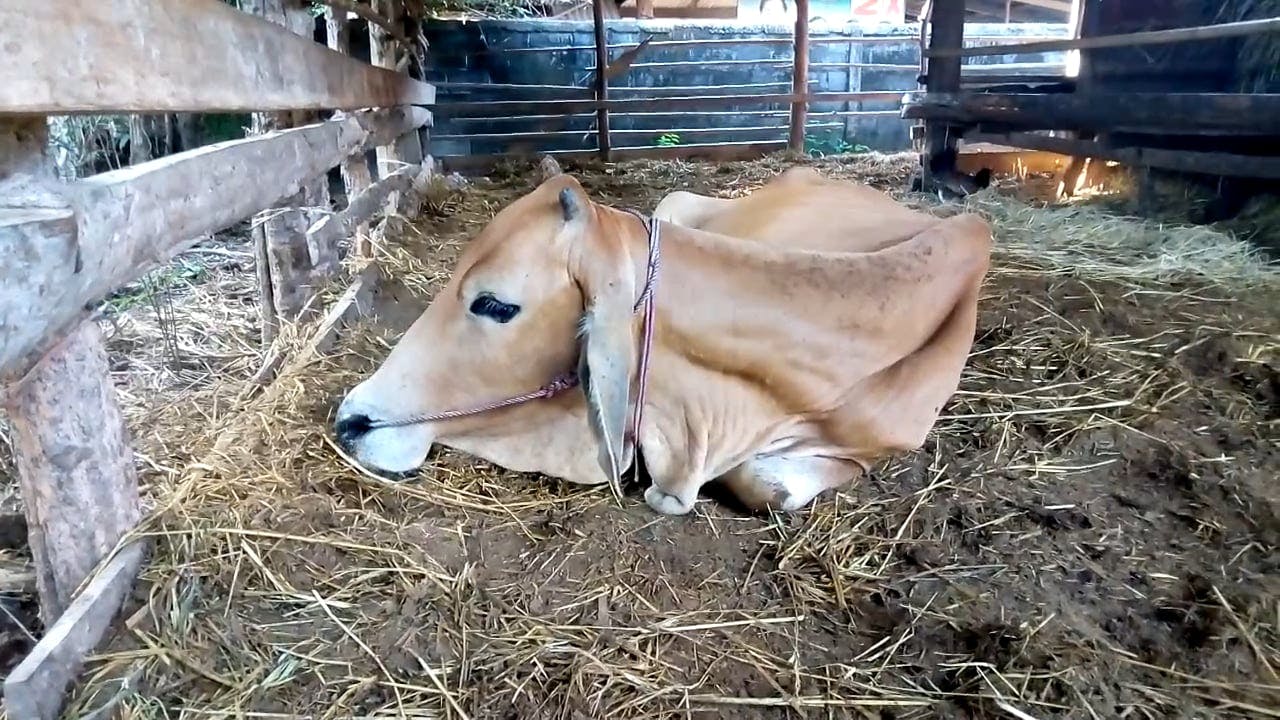Brown Cow Lying Down · Free Stock Video
