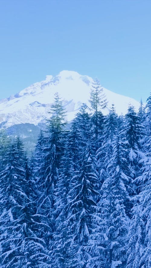 Mountain Peak and Coniferous Trees Tops in Snow