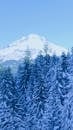 Mountain Peak and Coniferous Trees Tops in Snow