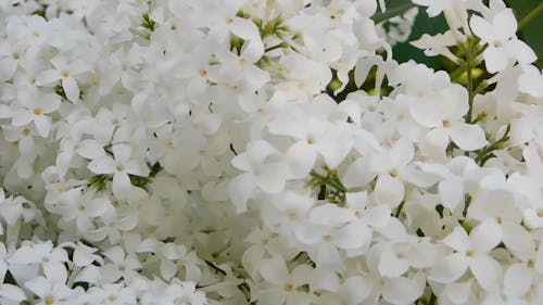 Video De Flores Blancas