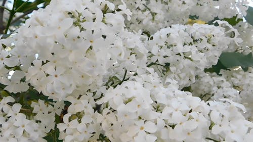 Close-Up Video Of White Lilac