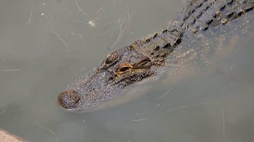 Crocodile in breeding pen and walking ar, Stock Video