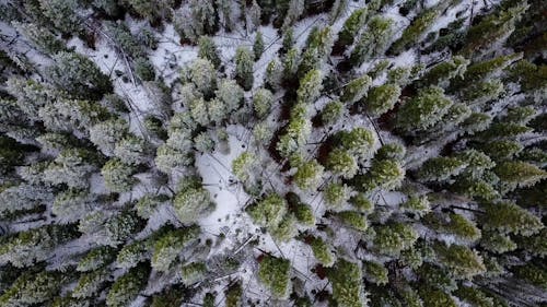 Drone Footage of Woods in the Forest