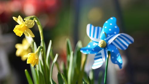 A Pinwheel Beside Blooming Daffodils