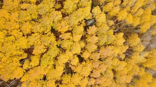 Drone Footage of Yellow Leaves Trees