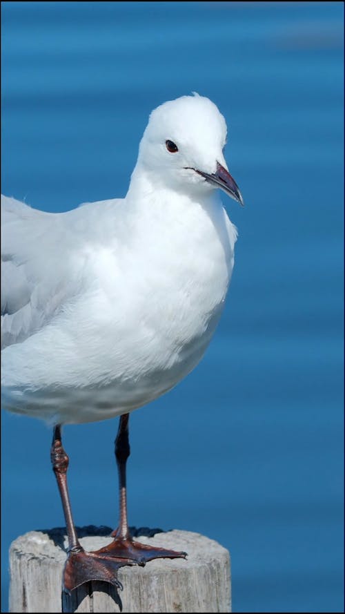 Vertical close-up of a Seagull perched on a post in the wind.