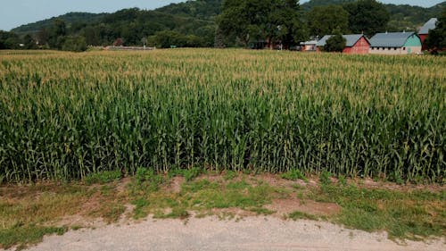 Grain Field in Village