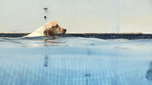 Swimming Golden Retriever
