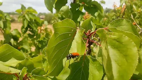 Un Escarabajo En Una Hoja