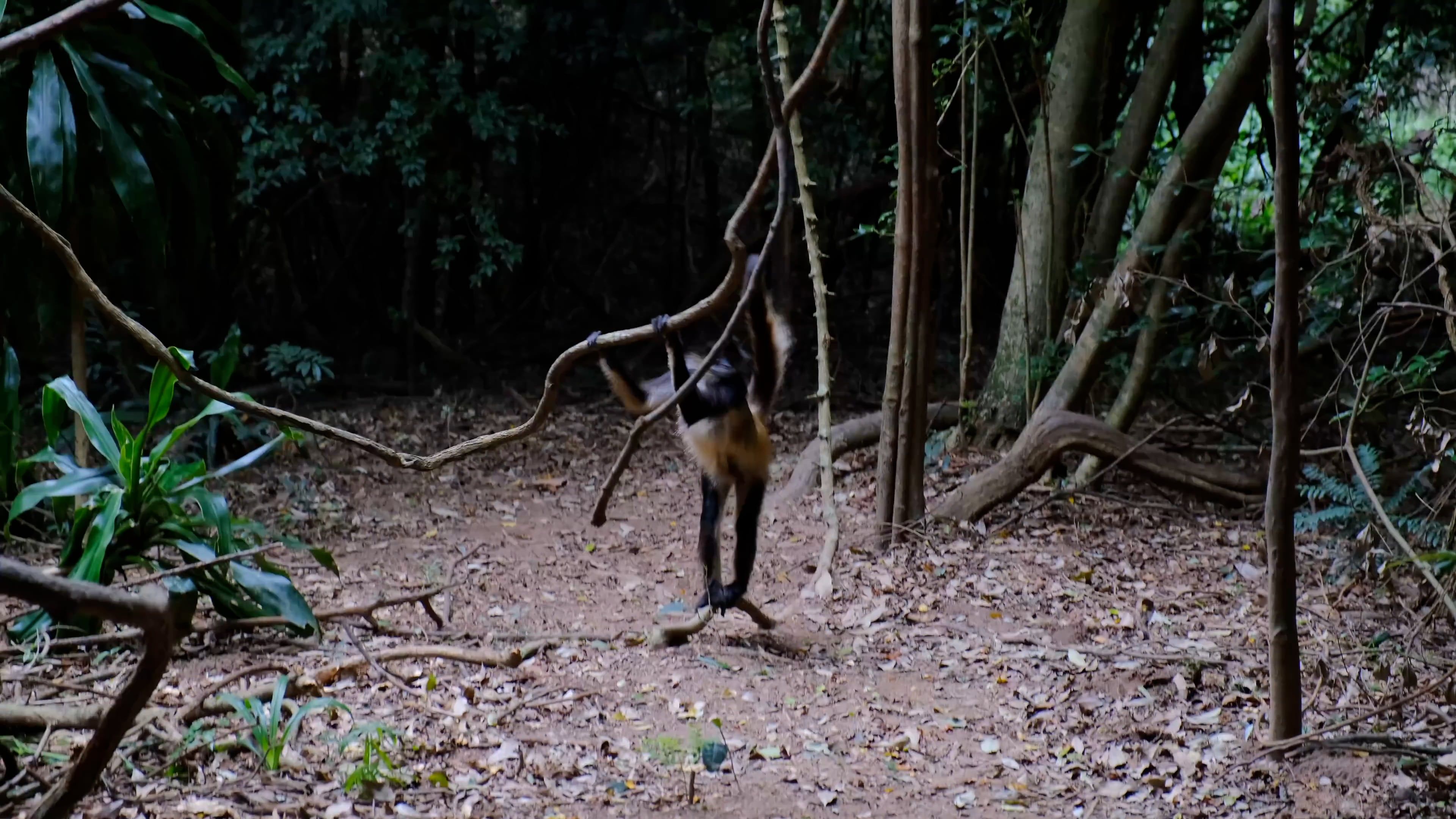 monkeys-in-forest-free-stock-video