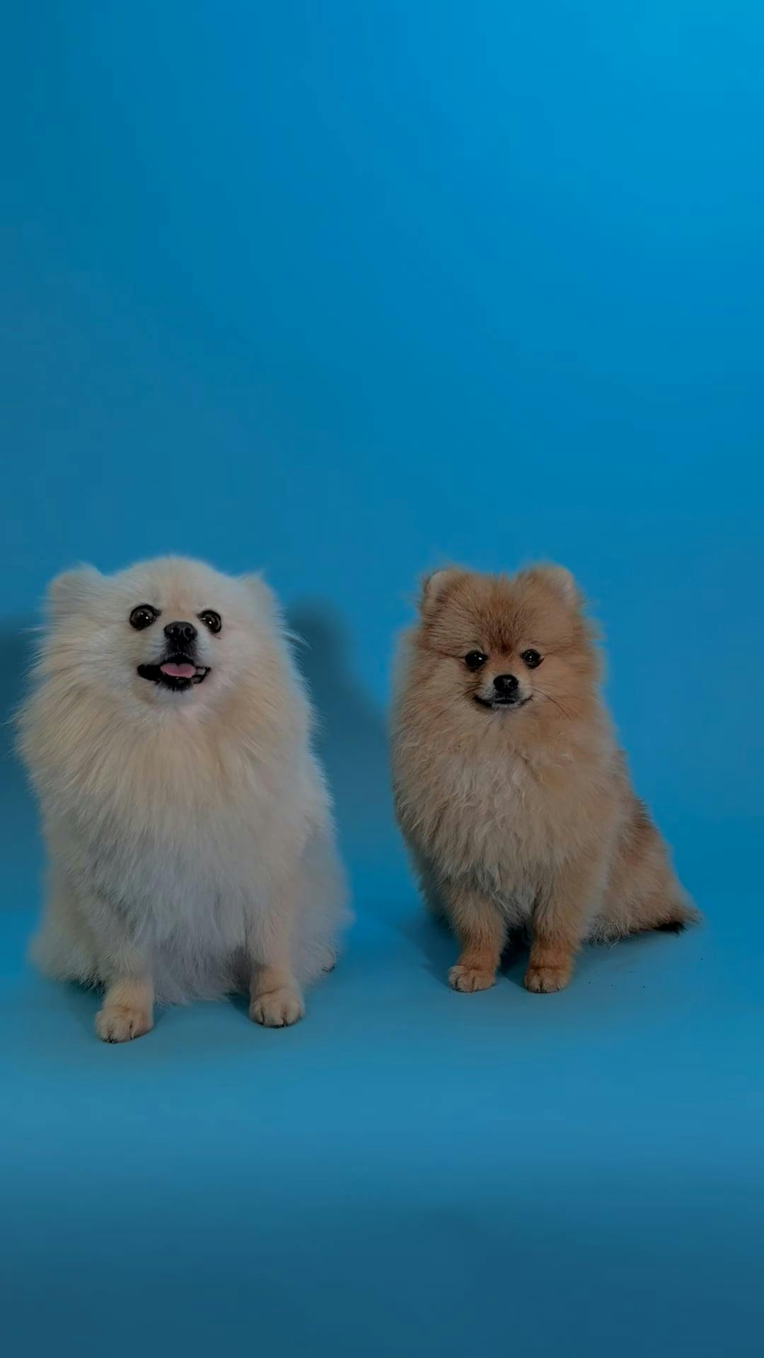 Pexels Video 11256762