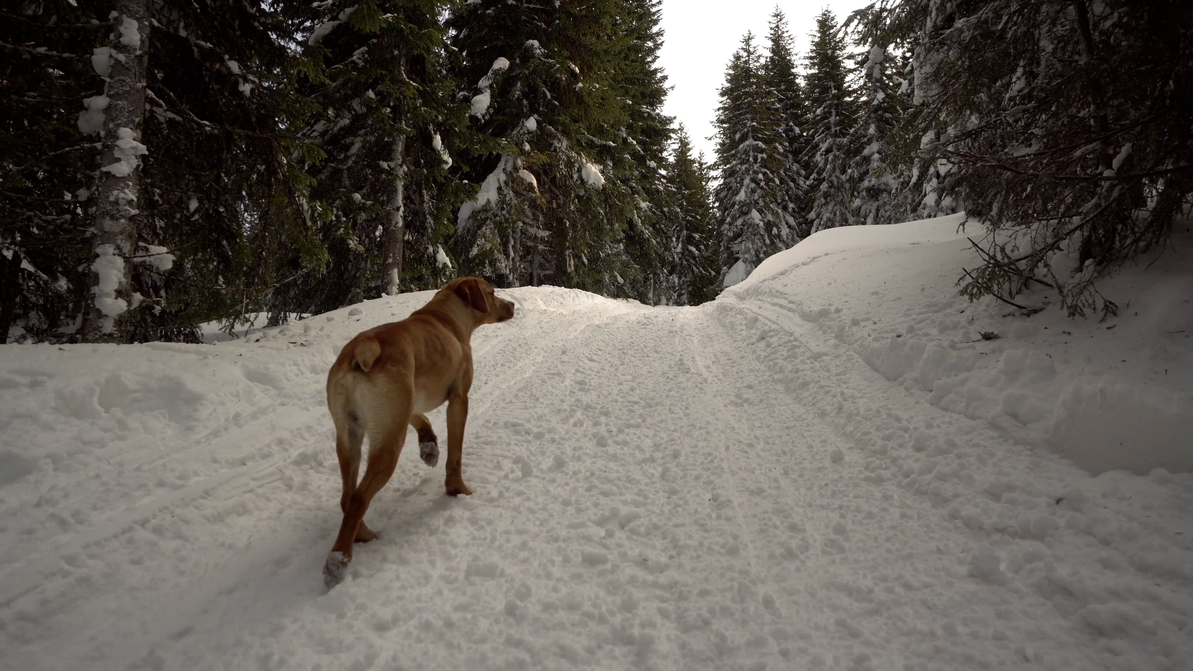 Dog on a Walk through Winter Forest Free Stock Video Footage, Royalty ...