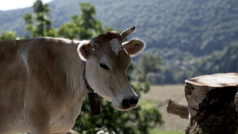 Vídeos de stock gratuitos sobre agricultura, al aire libre ...
