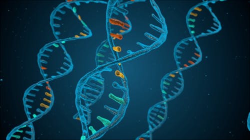 Digitally Generated DNA