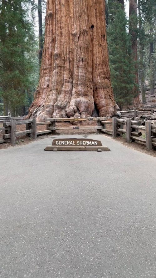 A Giant Sequoia Tree 