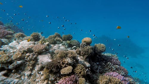 Tropical Fish Swimming by a Coral Reef