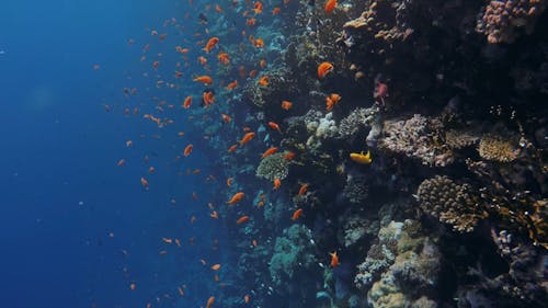 Underwater Footage of Tropical Fish in a Coral reef