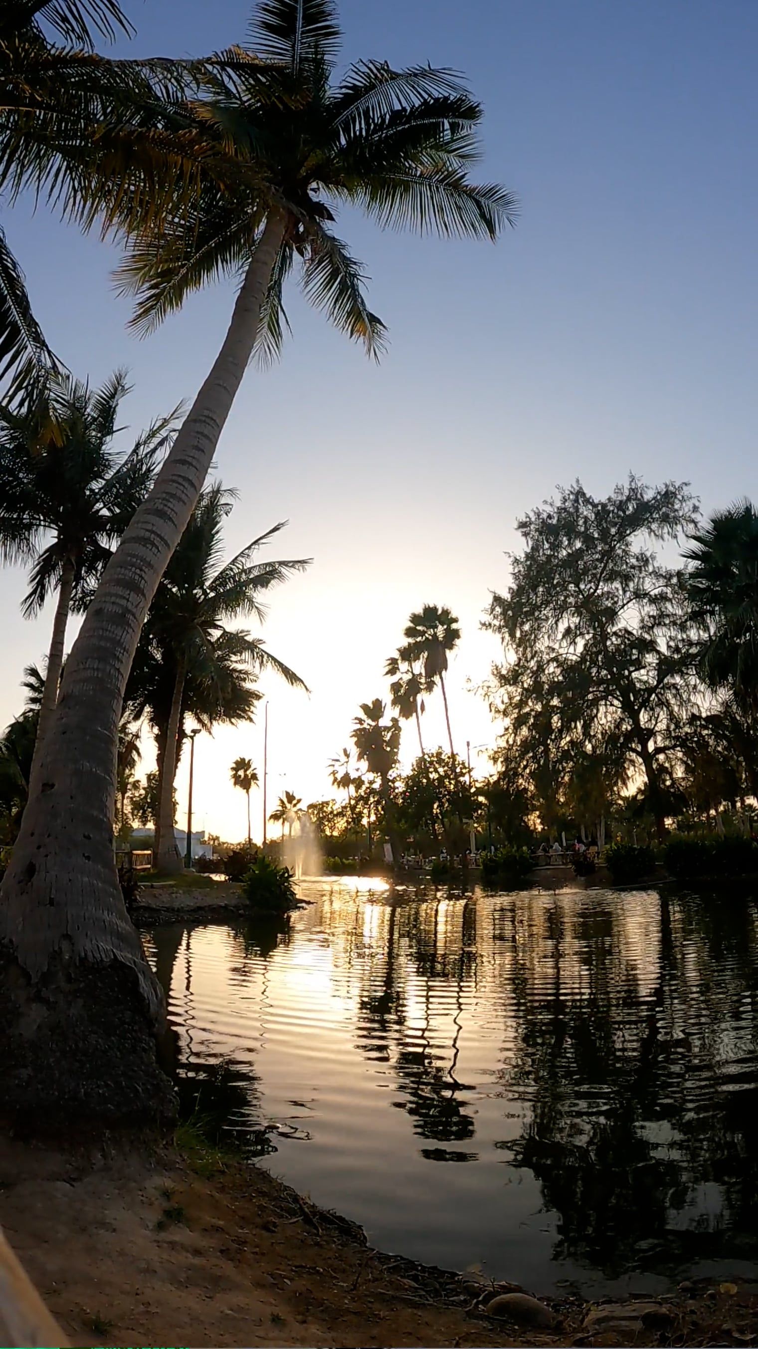 Clear Sky over River and Palm Trees Free Stock Video Footage, Royalty ...