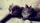 cute cats