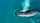humpback whale