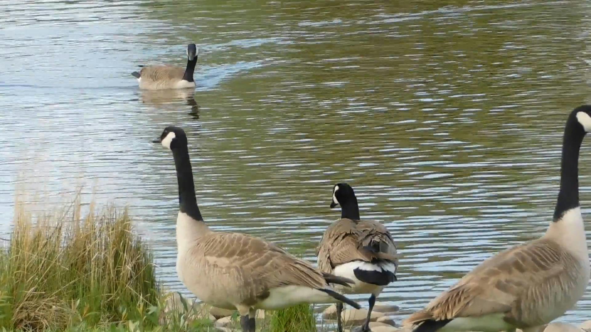 Geese At The Pond · Free Stock Video