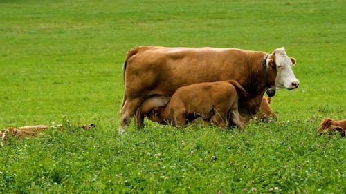 A Brown Cow Nursing her Calf