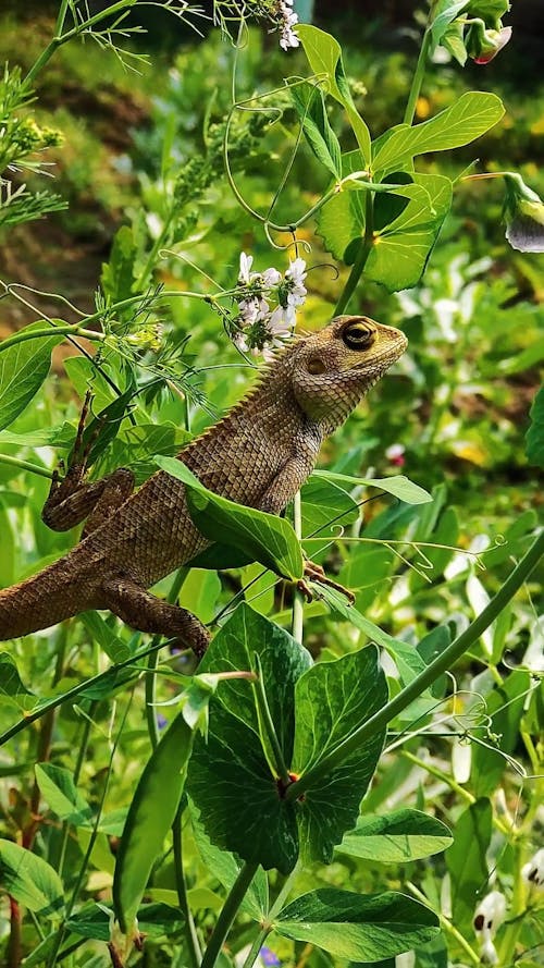 An Iguana on the Tree Branch