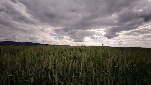 Dramatic Sky over Wheat Field