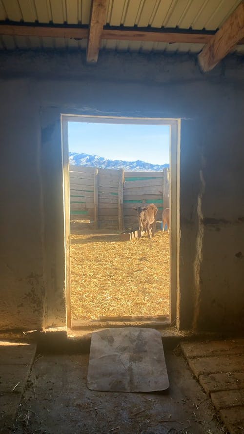 Cows in a Pen in the Countryside