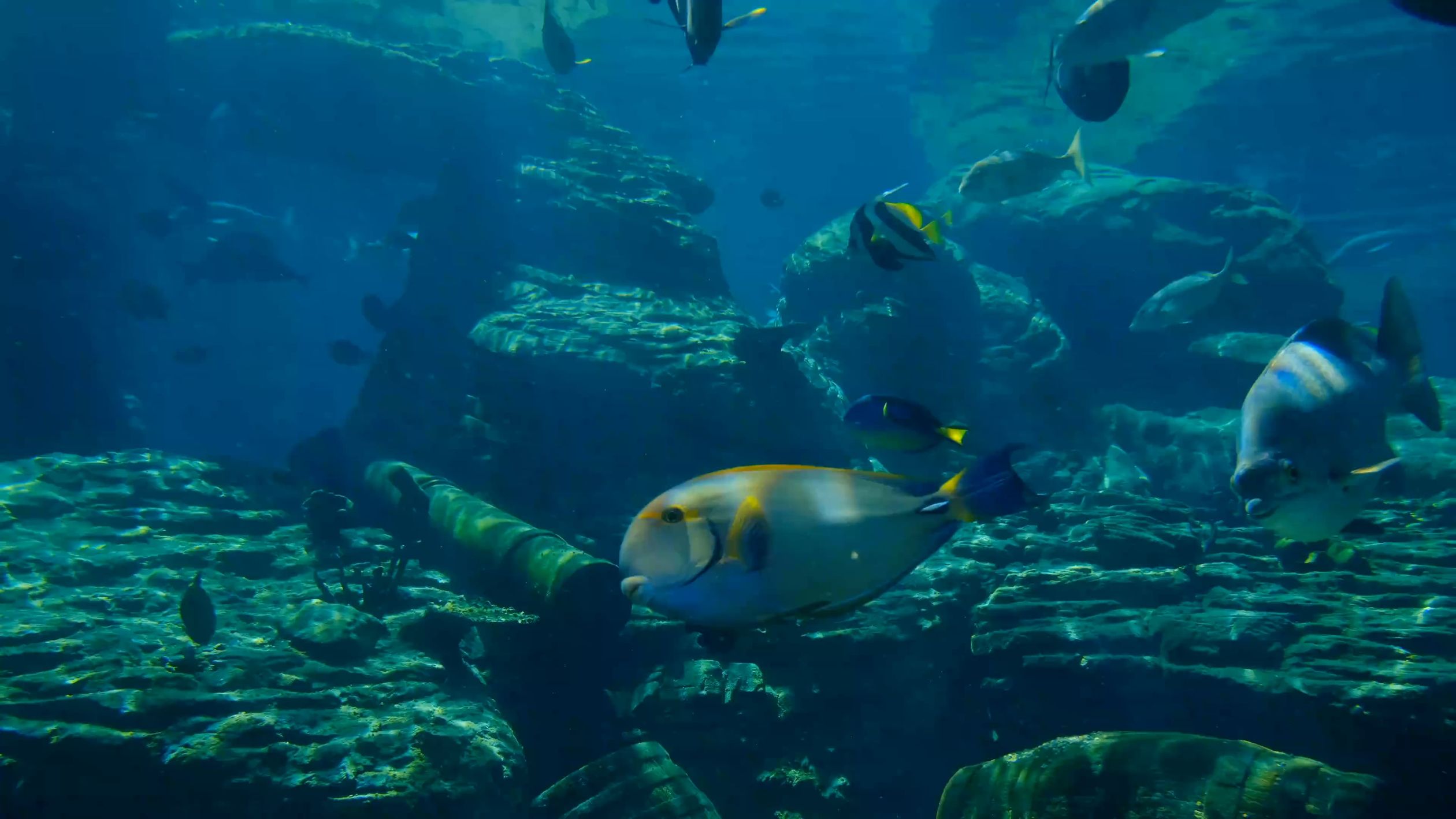 Fish Mp4 Underwater Film of Fishes Free Stock Video Footage, Royalty-Free 4K ...