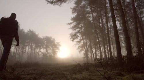 A Man Walking in a Forest on a Misty Morning 