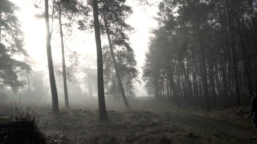 A Man Walking in a Forest on a Foggy Day