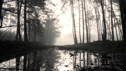 Silhouette of a Man Walking in a Foggy Forest