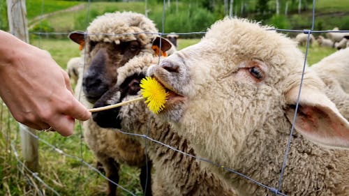 Person Feeding Sheep with Dandelion