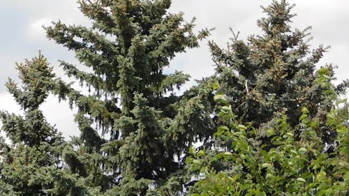 Footage Of Tall Green Trees