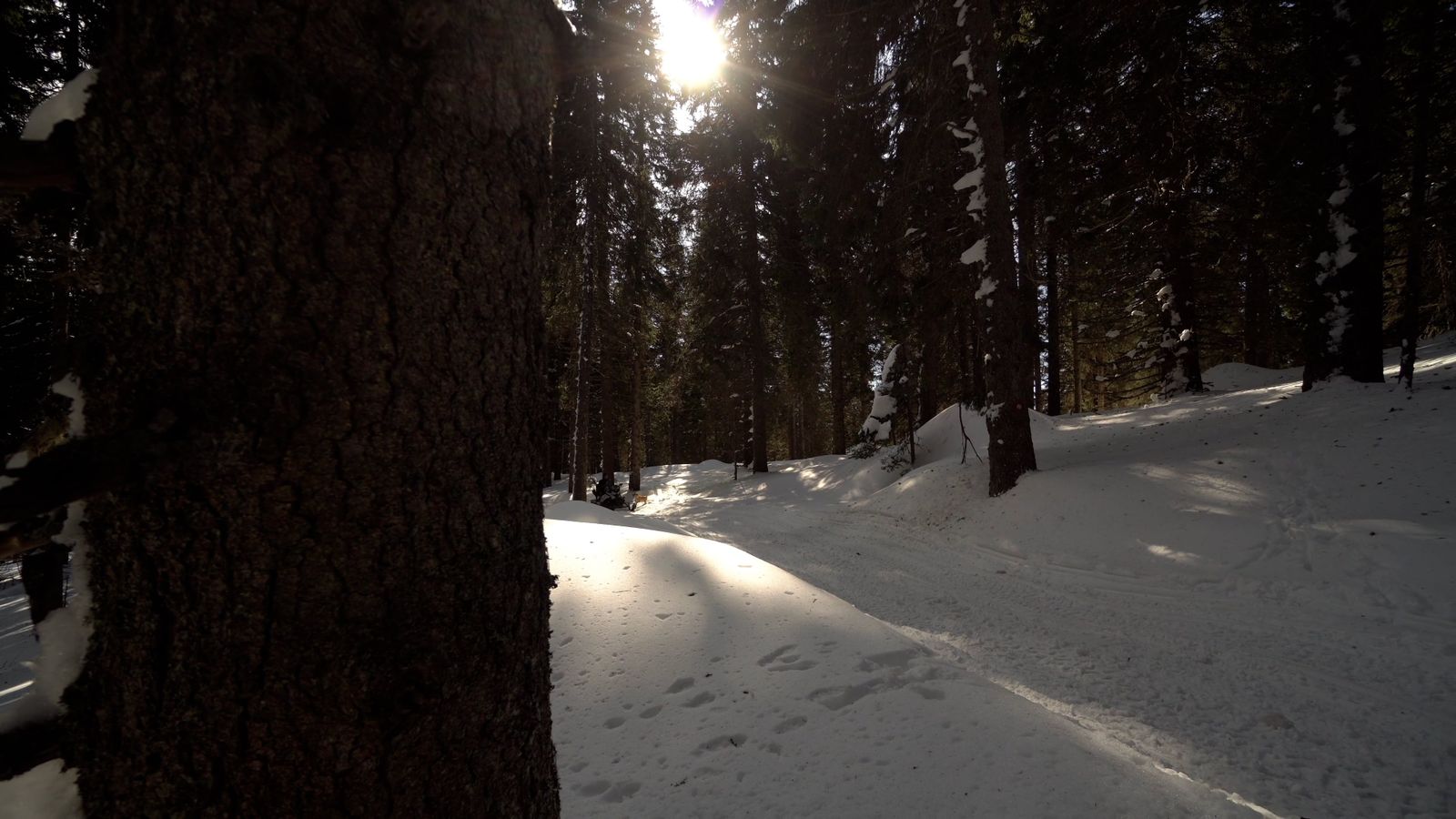 Dog on a Walk through Winter Forest Free Stock Video Footage, Royalty ...