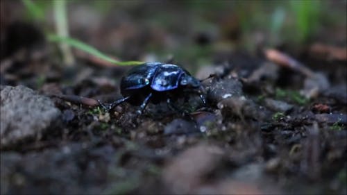 Close-Up Video Of A Beetle