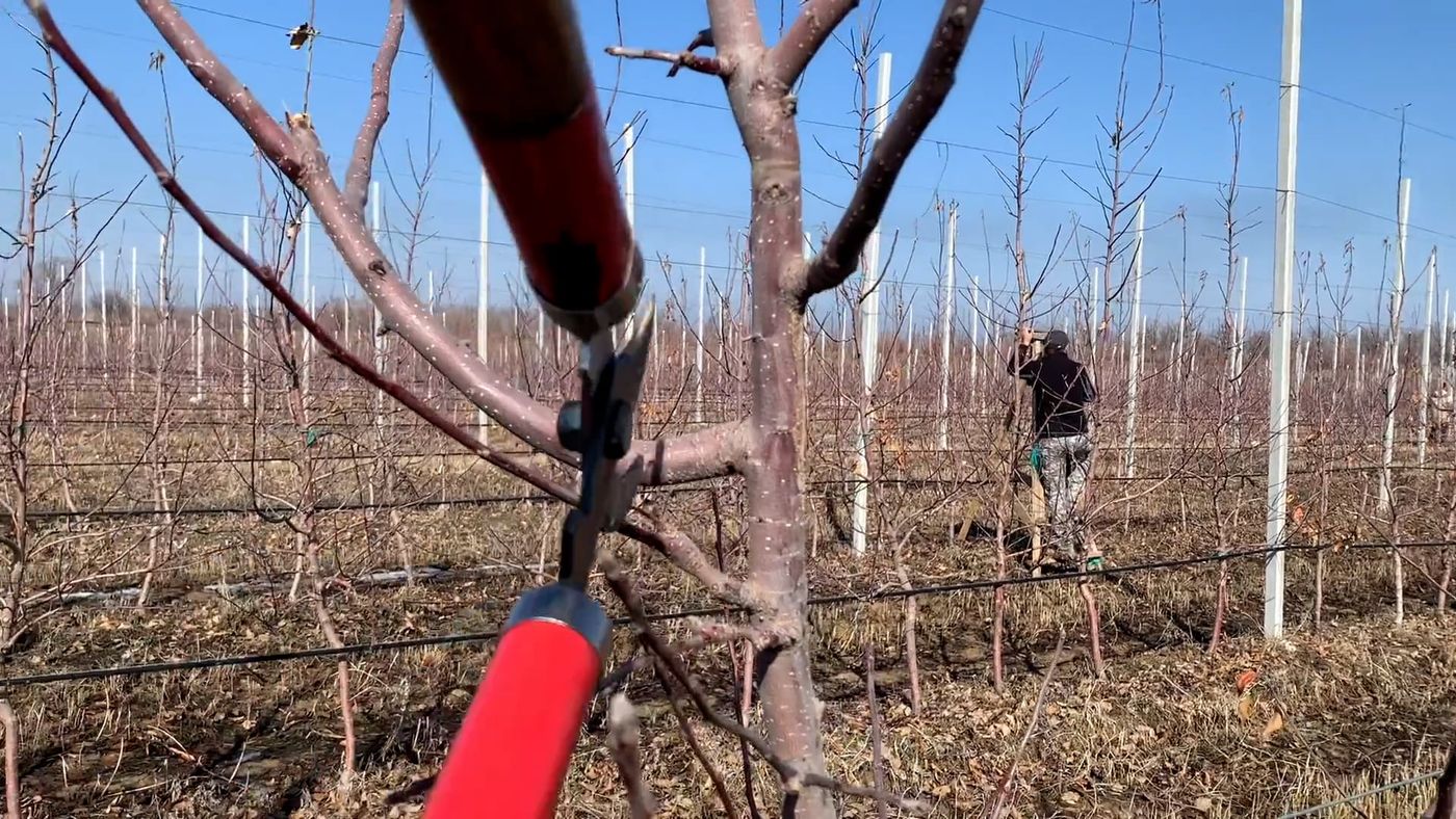 Close-up of secateurs pruning a branch in a Victorian orchard