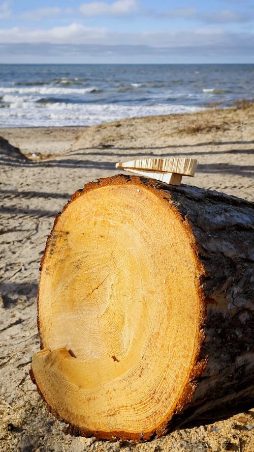 Tree Log on Beach