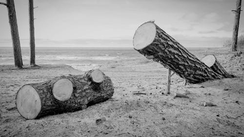 Grayscale Video of Cut Trees on a Beach 